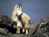 Rocky Mountain Goat