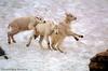 Rocky Mountain Goat lambs