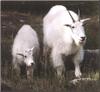 Rocky Mountain Goats - mom and lamb