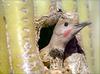 Phoenix Rising Jungle Book 124 - Gilded Flicker in cactus nest