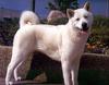 Phoenix Rising Jungle Book 126 - Akita (Japanese dog breed)