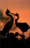 Phoenix Rising Jungle Book 127 - Great Blue Herons