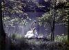 Phoenix Rising Jungle Book 130 - Mute Swan family on nest