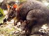 Phoenix Rising Jungle Book 132 - Red-necked Pademelon (mom and baby)