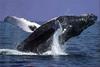 Phoenix Rising Jungle Book 134 - Humpback Whale
