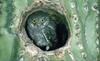Phoenix Rising Jungle Book 144 - Elf Owl in cactus nest