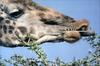 Phoenix Rising Jungle Book 146 - Giraffe