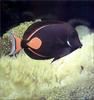 Phoenix Rising Jungle Book 148 - Achilles Tang (Acanthurus achilles)