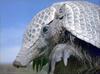 Phoenix Rising Jungle Book 152 - Patagonian Armadillo