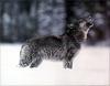 Phoenix Rising Jungle Book 158 - Gray Wolf howling