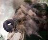 Phoenix Rising Jungle Book 160 - African Elephant juvenile