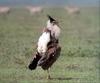 Phoenix Rising Jungle Book 164 - Kori Bustard