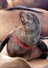 Phoenix Rising Jungle Book 171 - South African Fur Seal