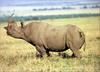 Phoenix Rising Jungle Book 176 - Rhino