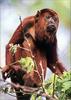 Phoenix Rising Jungle Book 179 - Red Howler Monkey