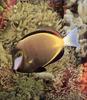 Phoenix Rising Jungle Book 184 - Goldrim Tang (Acanthurus nigricans)