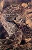 Phoenix Rising Jungle Book 199 - Western Diamondback Rattlesnake