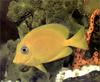 Phoenix Rising Jungle Book 200 - Blue Tang (Acanthurus coeruleus) juvenile