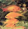 Phoenix Rising Jungle Book 204 - Red Anthias (Anthias squamipinnis)