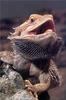 Phoenix Rising Jungle Book 206 - Bearded Dragon