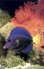 Phoenix Rising Jungle Book 208 - Purple Tang (Zebrasoma xanthurum)