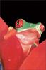 Phoenix Rising Jungle Book 210 - Red-eyed Treefrog