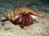 Phoenix Rising Jungle Book 211 - Hermit Crab
