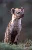 Phoenix Rising Jungle Book 220 - Spotted Hyena
