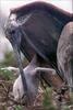 Phoenix Rising Jungle Book 230 - Brown Pelicans