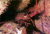 Phoenix Rising Jungle Book 231 - California Spiny Lobster