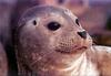 Phoenix Rising Jungle Book 234 - Harbor Seal