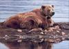 Phoenix Rising Jungle Book 242 - Alaskan Brown Bears