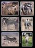 ...a species: plains zebra (Equus quagga), Grevy's zebra (Equus grevyi), mountain zebra (Equus zebr