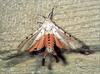 Phoenix Rising Jungle Book 263 - Acraea Moth