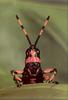 Phoenix Rising Jungle Book 270 - Fiery Grasshopper