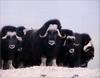 Phoenix Rising Jungle Book 279 - Musk Ox herd