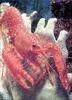 Phoenix Rising Jungle Book 280 - Hairy lobster (Enoplometopus occidentalis)