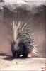 Phoenix Rising Jungle Book 282 - African Porcupine