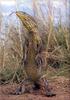 Phoenix Rising Jungle Book 284 - Goanna Lizard