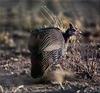 Phoenix Rising Jungle Book 287 - Guineafowl