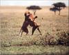 Phoenix Rising Jungle Book 301 - African Lion males fighting