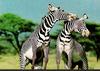 Zebras