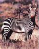Mountain Zebra, Equus zebra