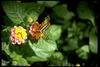 Zebra Longwing butterfly