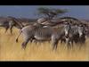 Grevy's Zebras (herd)