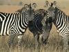 Zebras