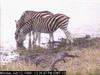 Zebras