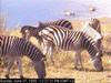 Zebras