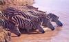 Zebras