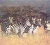 Zebra herd